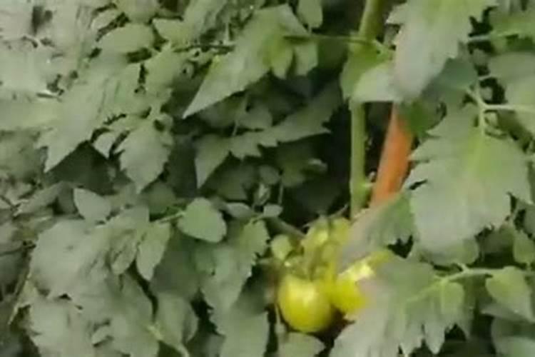 番茄平衡肥什么时候用(番茄平衡肥与高钾肥的使用)