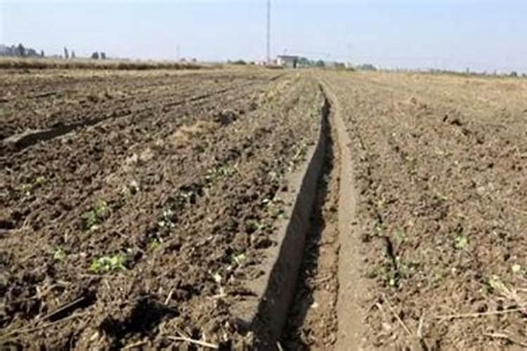 油菜什么时候施硼肥最好