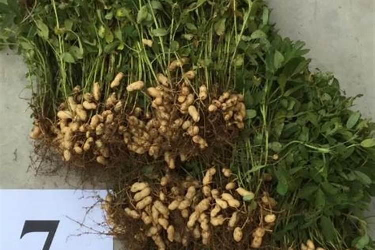 大蒜冲施肥能用矿源黄腐酸钾吗？大蒜提质增产怎么使用矿源好