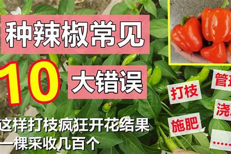 辣椒喷什么叶面肥结果多多久喷一次