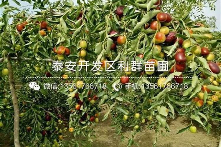 当年移栽的枣树,到底应该使用哪些肥料？