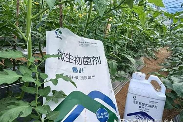 种植一亩地的生姜需要多少成本？