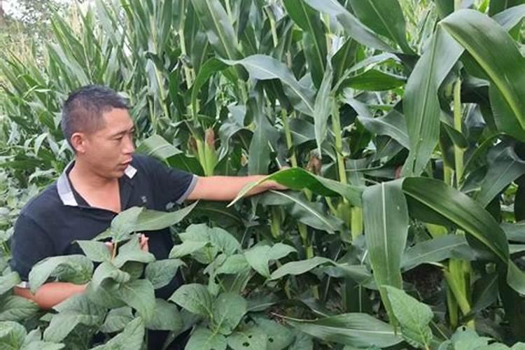 水稻灌浆期用什么叶面肥可增产