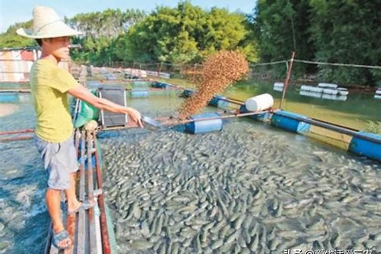鱼塘肥水用磷肥和二氢钾可不可以