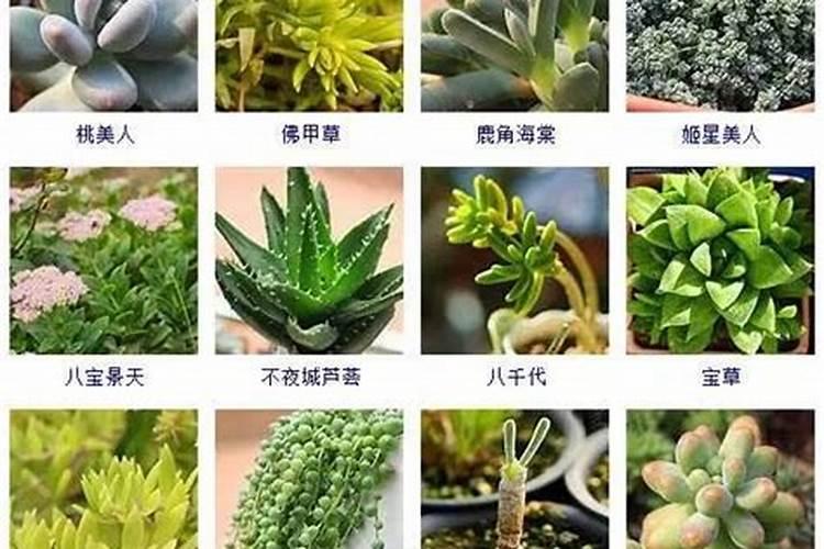 多肉植物需要什么肥料