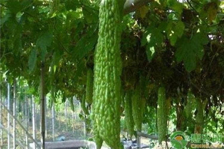 苦瓜打什药叶肥厚好