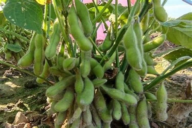 种植毛豆需要施什么肥