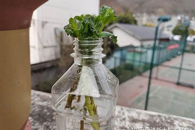 海藻鱼蛋白水溶肥料作用