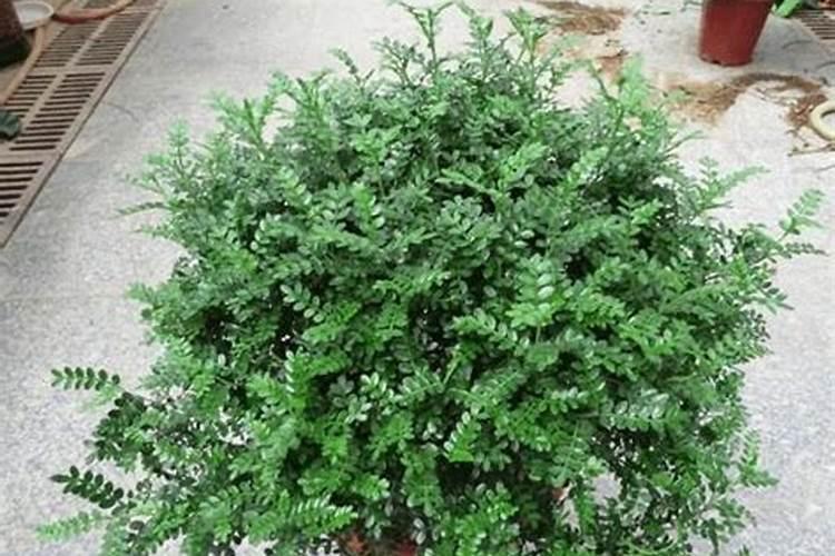 清香木种植方法