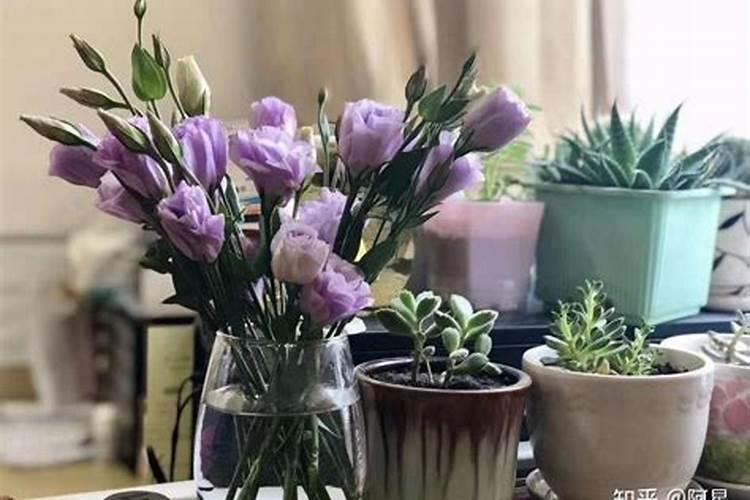 蝴蝶兰鲜切花怎么养护