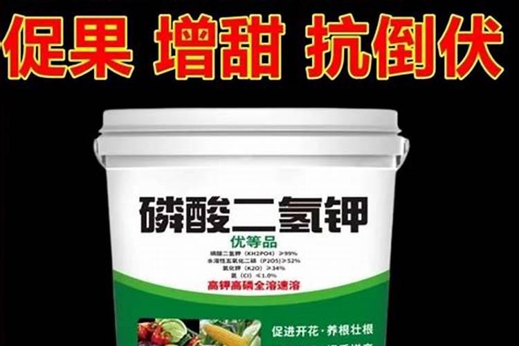 山茶花如何养护