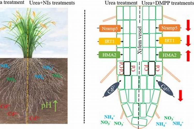 尿素能不能当叶面肥