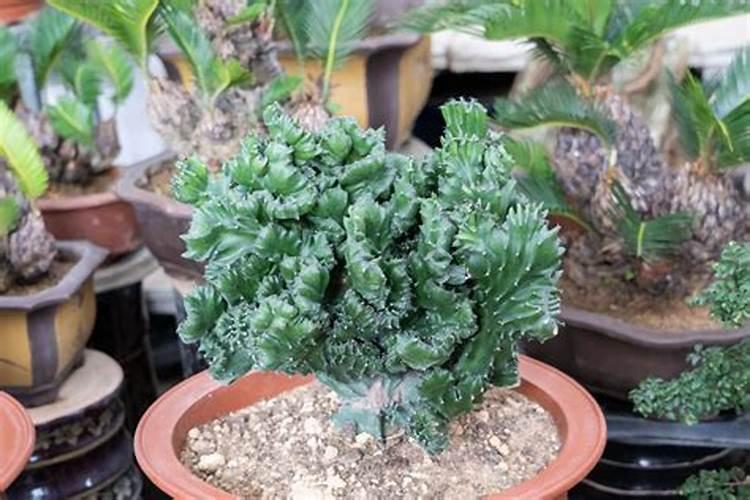 磷酸二氢钾能不能代替水溶肥用于苹果滴灌施肥？