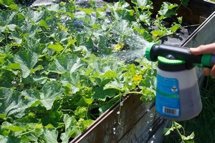 养花用什么肥料长得快 给花施肥的方法