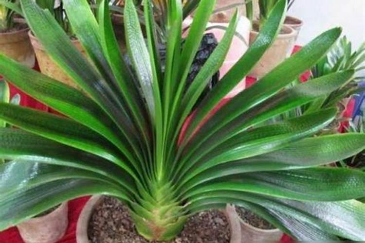 君子兰总是不开花怎么办 如何养猛开花