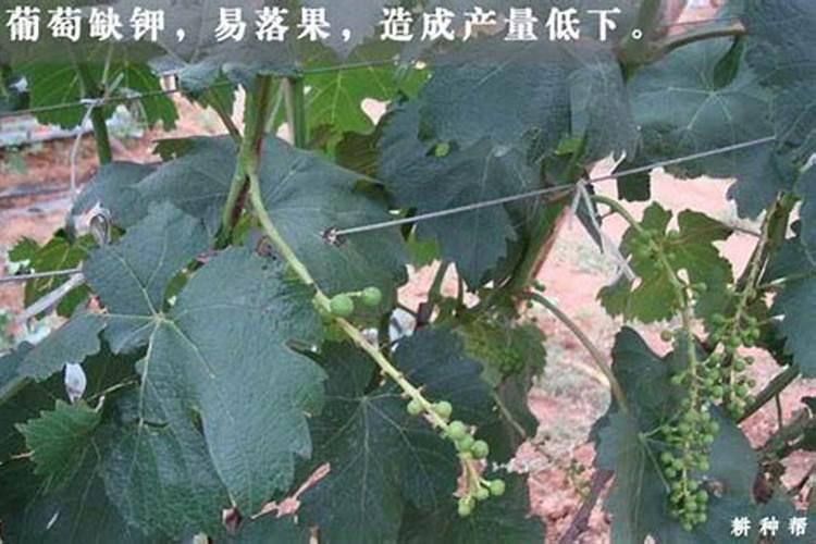 葡萄过量冲施钾肥的害处