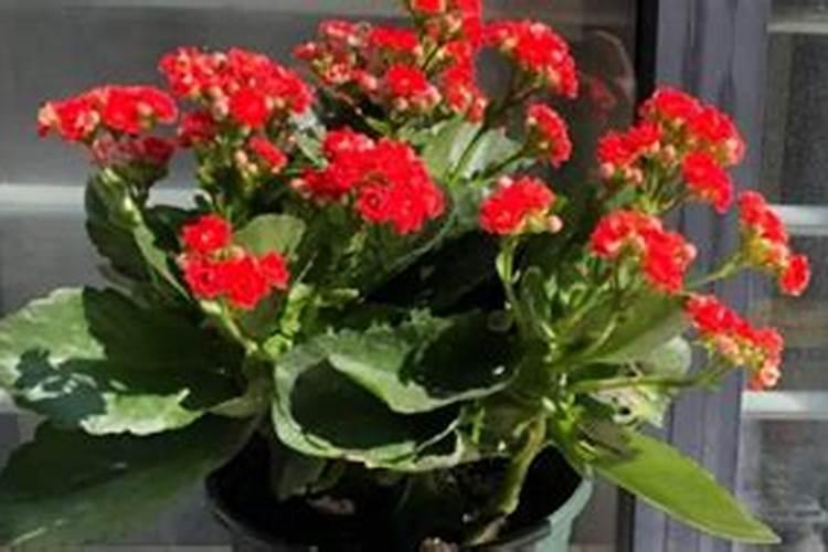 长寿花应该施什么肥