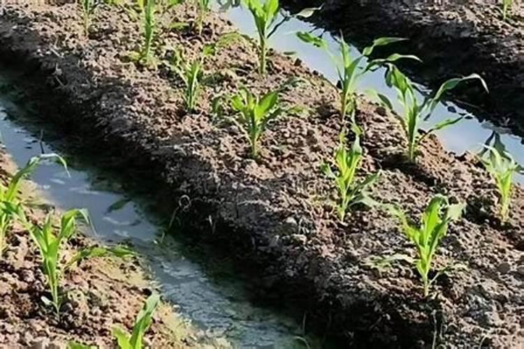 脲铵氮肥玉米追肥用土埋吗