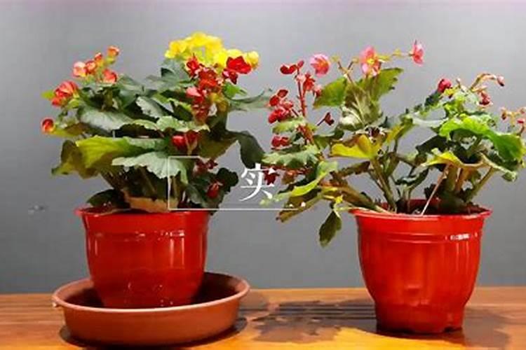 丽格海棠开花能施肥吗