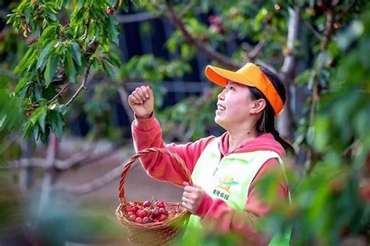 樱桃用什么肥料好呢？