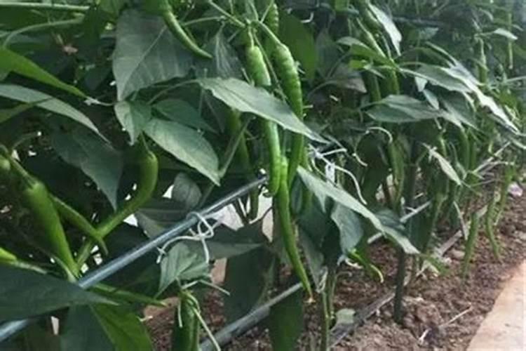 种辣椒结果少产量低？肯定是这7点没做好