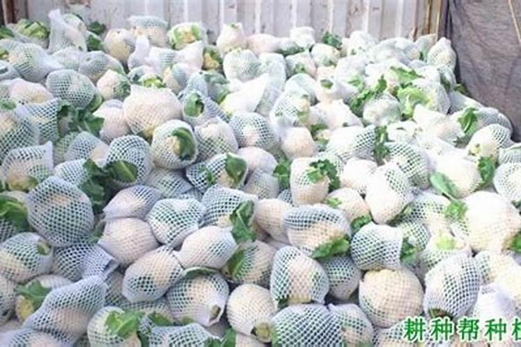 怎么提高大棚西红柿的产量？用冲施肥还是什么肥料？