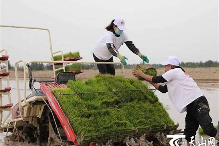 水稻叶面肥哪种好 如何正确喷施