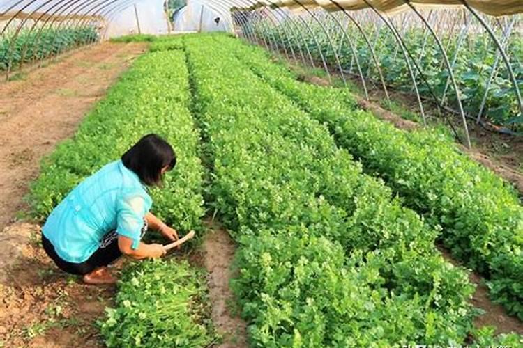 种蔬菜怎样施底肥