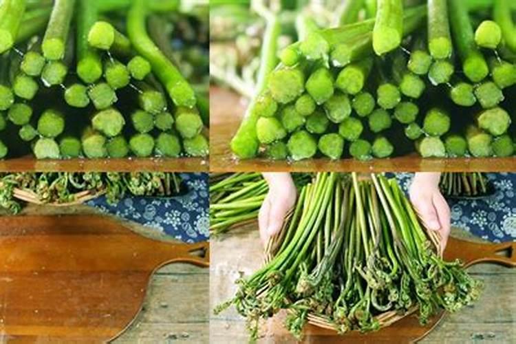 蕨菜如何在冻库长期保存,不失新鲜。