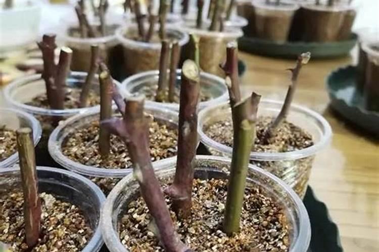 柑橘春梢如何促花保果？这里有管理方案(珍藏篇),不看太亏了