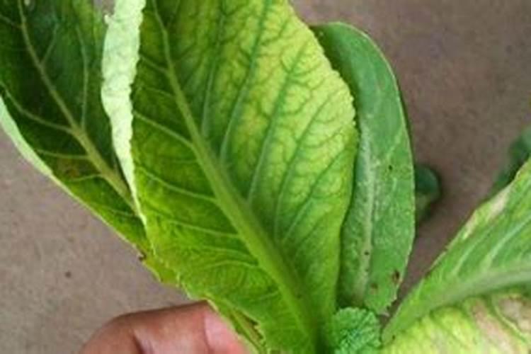 蔬菜黄叶病用什么药防治最好
