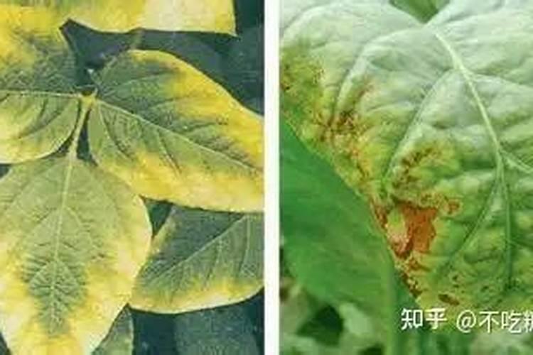 磷酸二氢钾控旺在烟草上用量