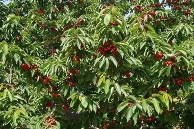 樱桃树一年打几次药