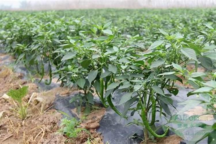 朝天椒被称为“辣椒皇后”,想要提高产量,在种植的时候应该怎么做呢？