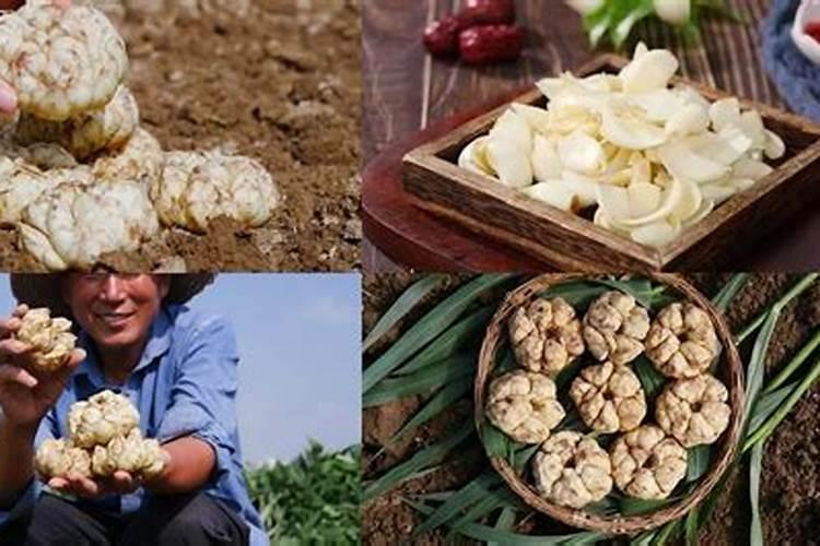 磷酸二氢钾食用百合,能叶面喷施吗？