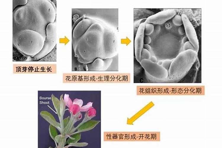 果树如何促进花芽分化 果树怎么养护