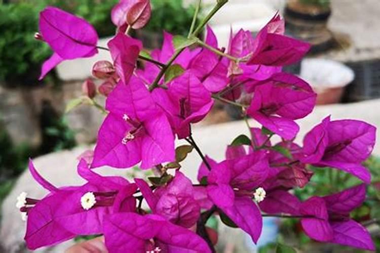 三角梅怎么养长得快