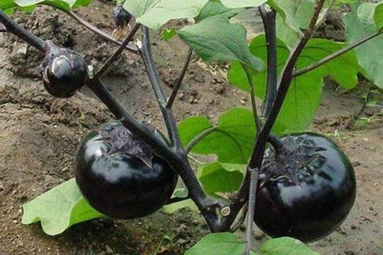 茄子出现仿佛烧焦的情况是怎么一回事