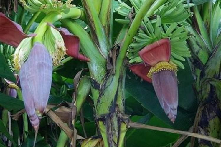 香蕉缺钙怎么办？