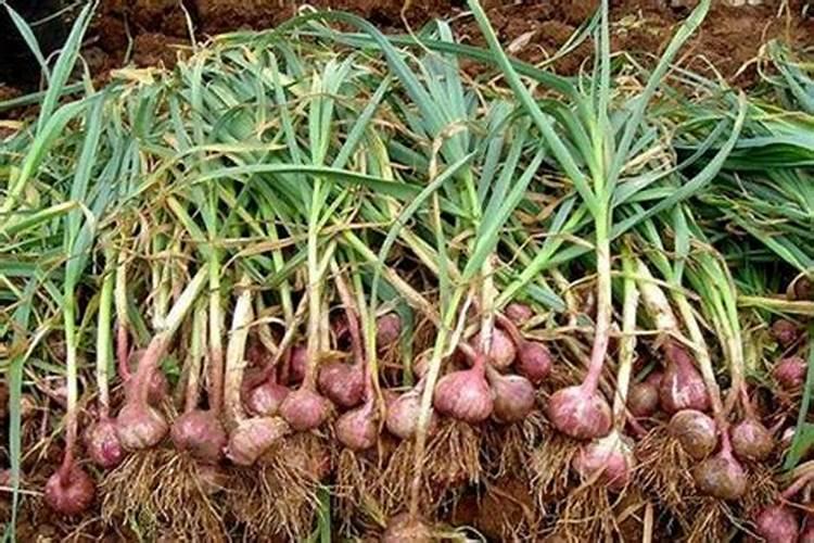 大祘上什么肥料最好