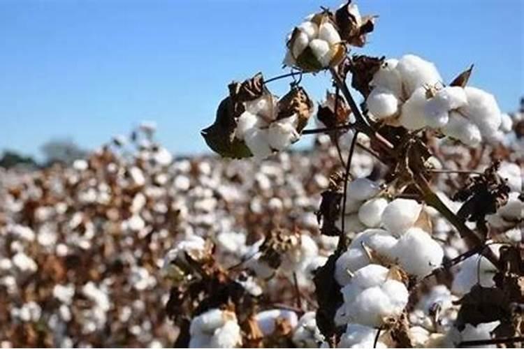 棉花后期需要什么肥料