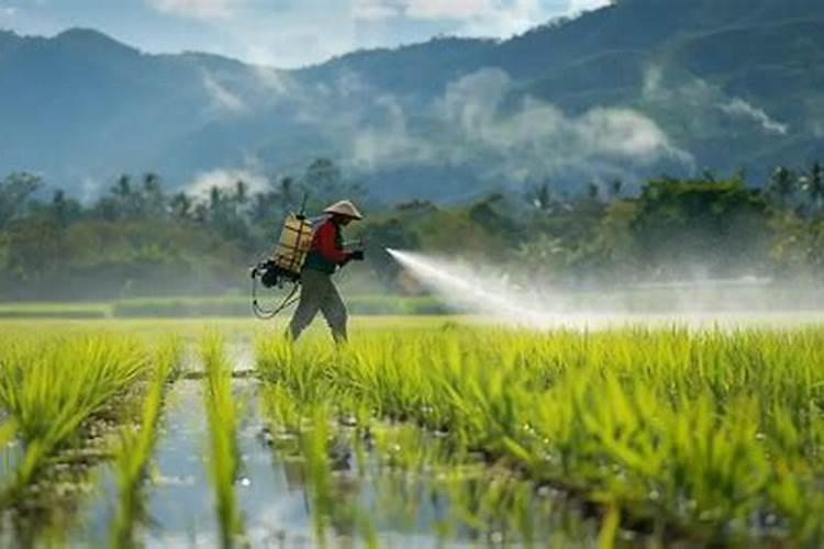 玉米黄叶病用什么药？