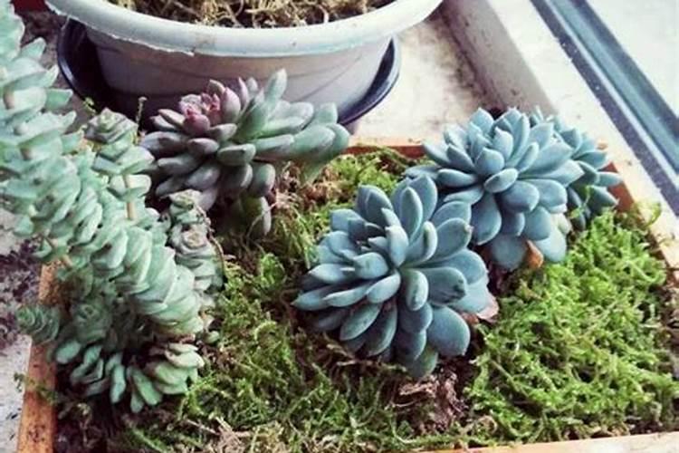 水溶肥可以撒施吗