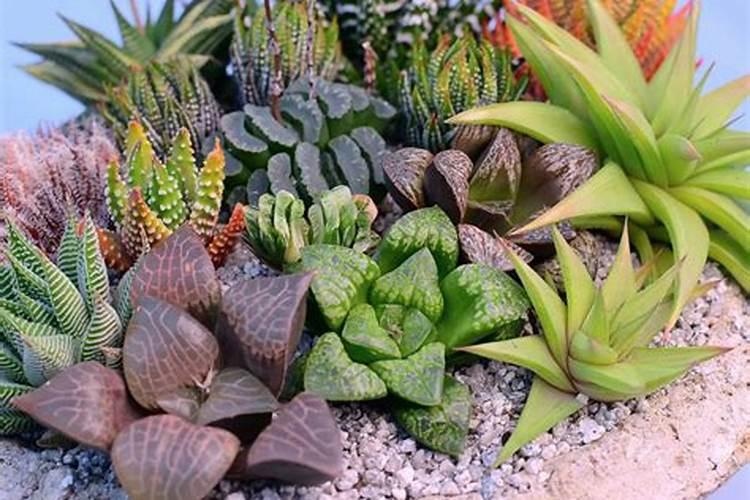 多肉十二卷怎么养才长得好 多肉十二卷如何养护