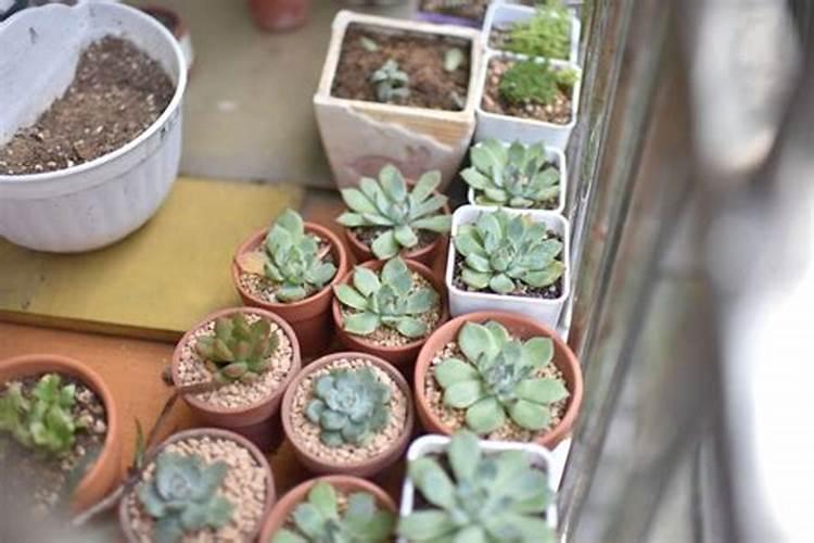 十二卷多肉怎么养