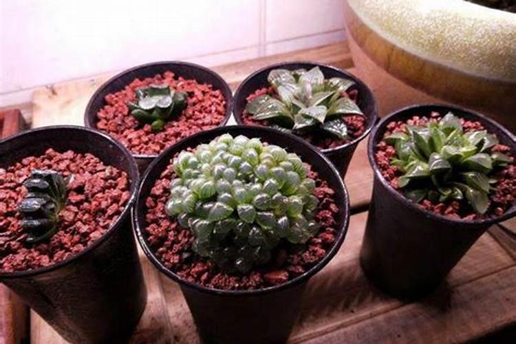 十二卷多肉的养护方法