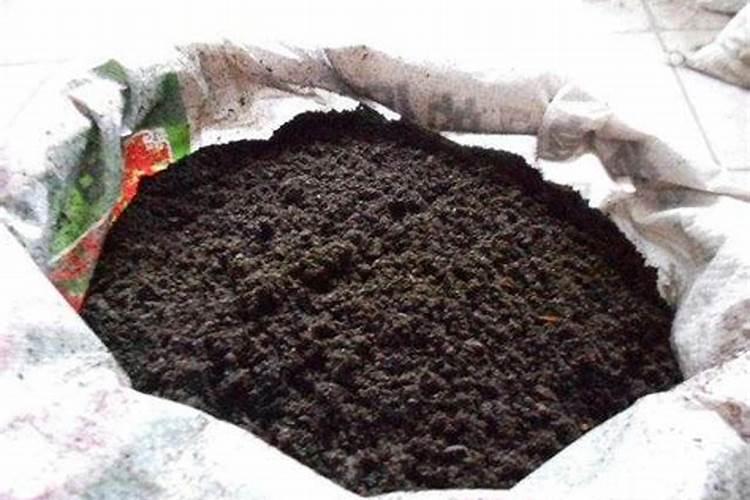 茶花酸性土壤怎么弄？