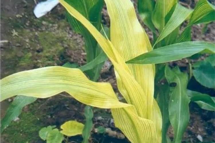 玉米黄叶缺什么肥料？