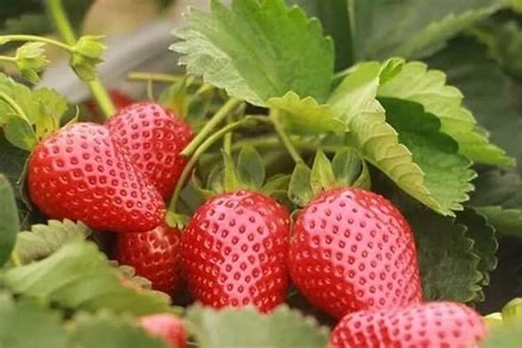 草莓膨果期追施什么肥料好？草莓座果期追肥用什么肥料好？