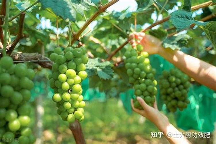 阳光玫瑰葡萄硬核期后要冲施磷酸二氢钾吗？